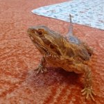 phoca_thumb_m_agamy krlk zajci 4 Fotogalerie